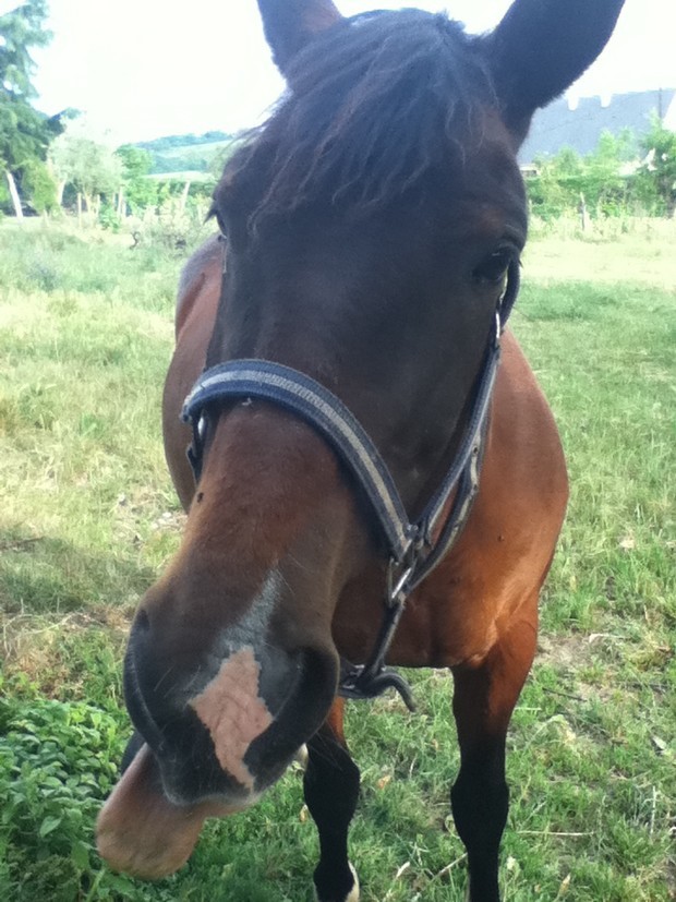 Chevaux